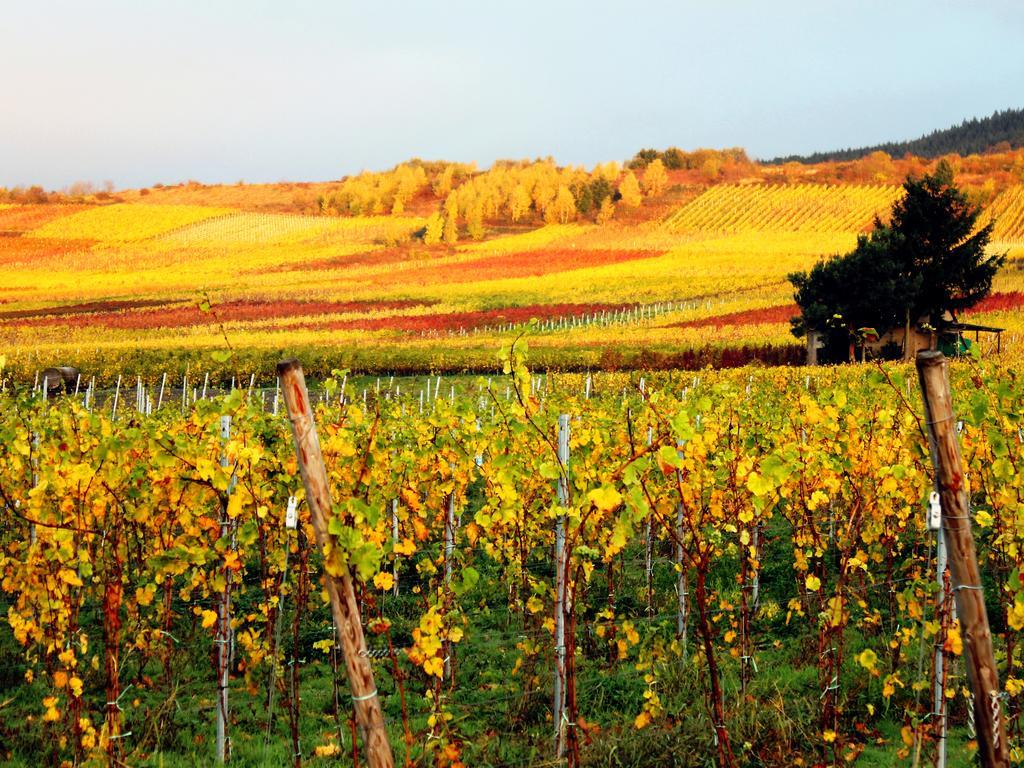 ホテル Ferienweingut Rainer Beitzel Kröv エクステリア 写真